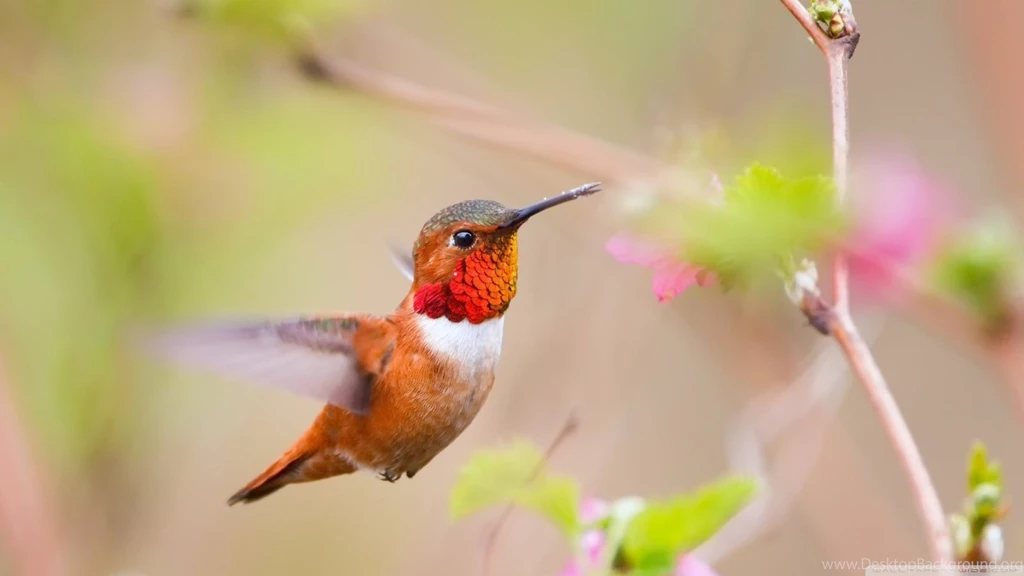 15+ Beautiful Birds Wallpapers Collection [HD Edition]   Stugon
