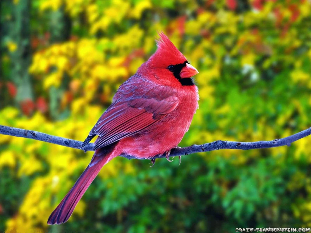 Birds wallpapers high resolution.jpg