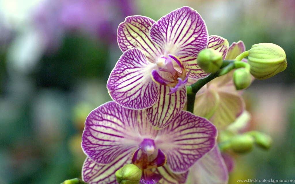 Orchid Flower, Orchids Photo Wallpapers For Your Desktop White ...
