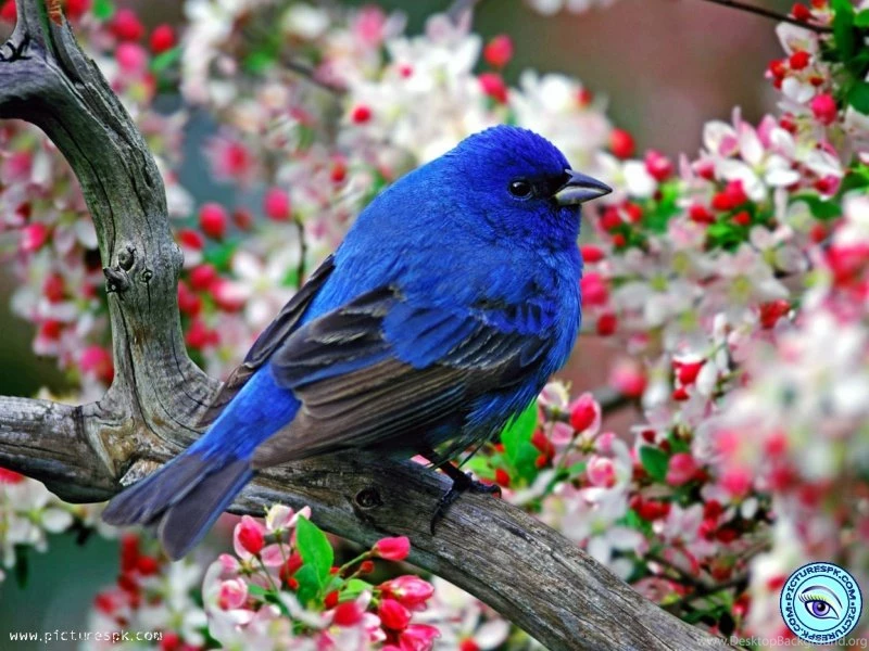 View Blue Sparrow Picture Wallpapers In 800x600 Resolution