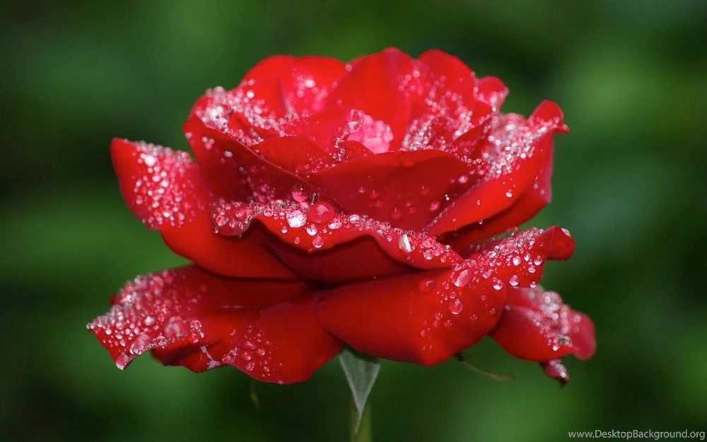 Top 10 Most Beautiful Roses In The World 10.jpg