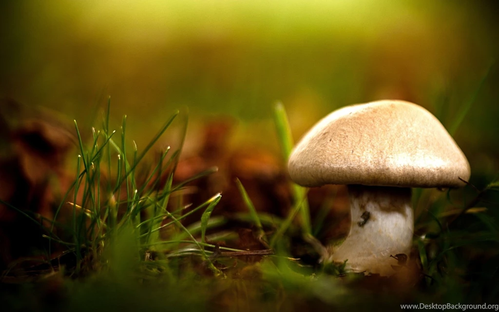 Shrooms Wallpapers   Wallpapers Cave
