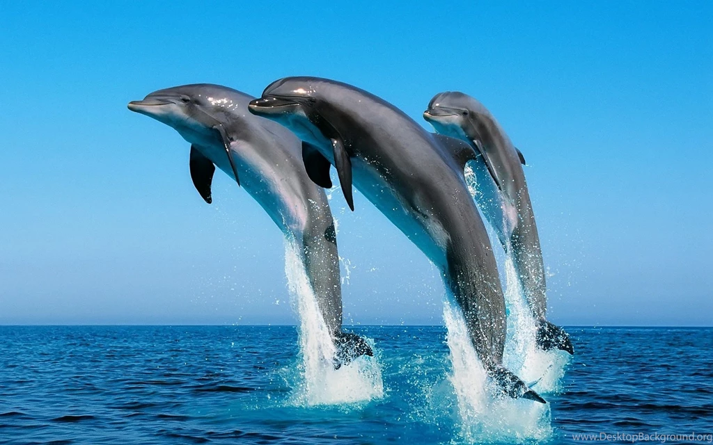 Dolphin Desktop Wallpapers Thefreakypics.com
