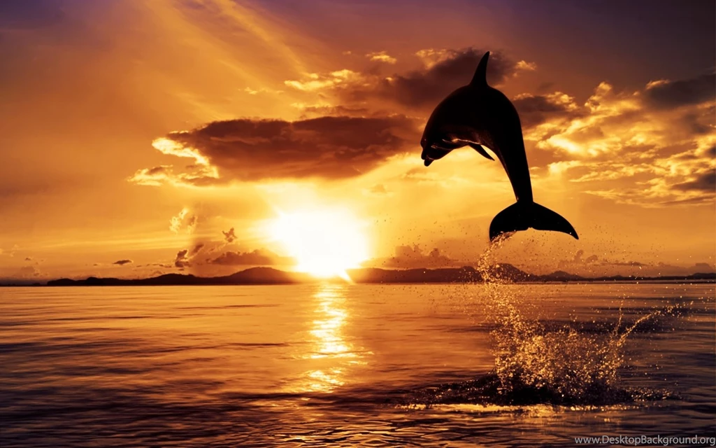 Dolphin   Animals Wallpapers (33489466)   Fanpop