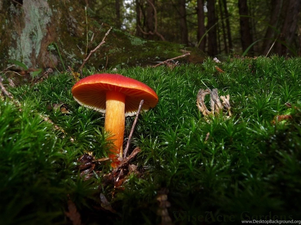 Shrooms Of Northern NY