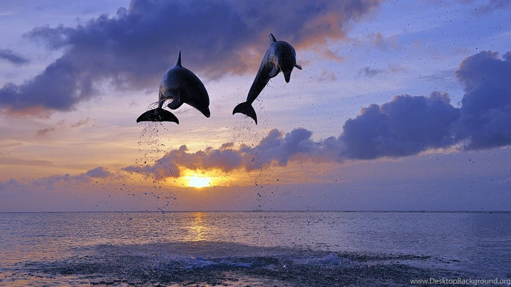 187 Dolphin HD Wallpapers