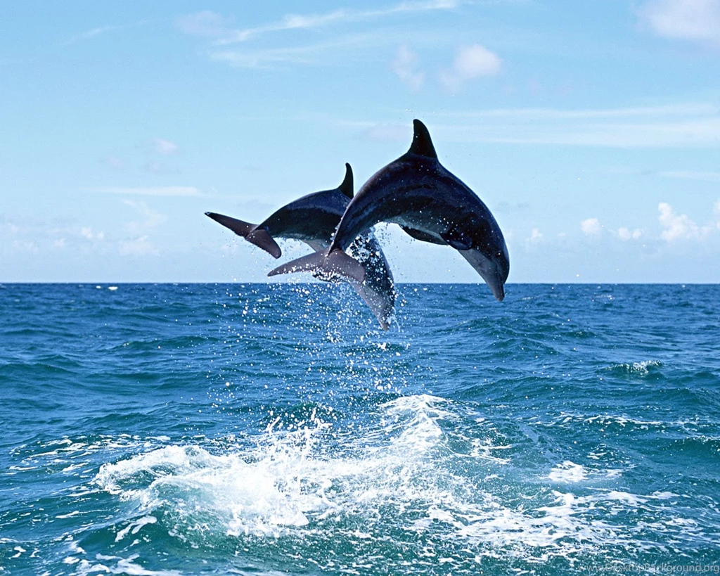 Twins Dolphin Wallpapers HD And Backgrounds For Desktop
