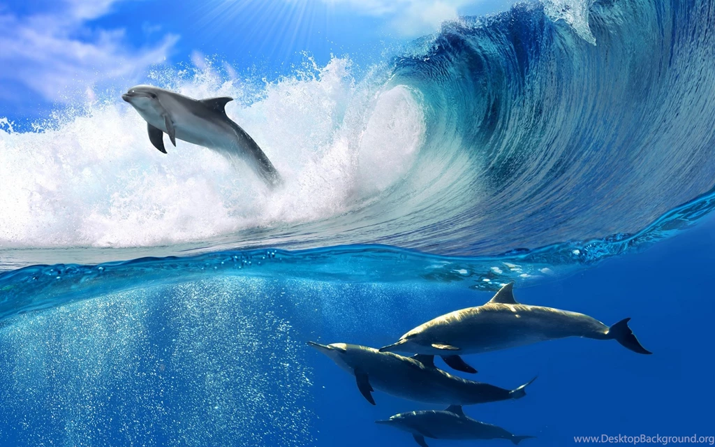 Playing Dolphins Desktop Wallpapers