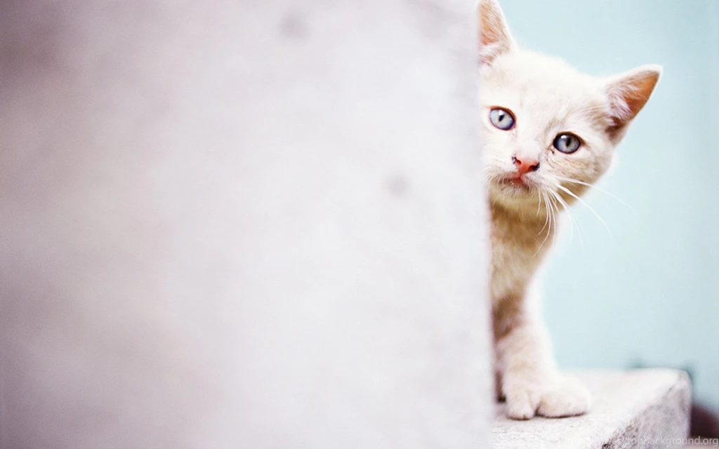 Beautiful Cat Wallpapers HD Pictures