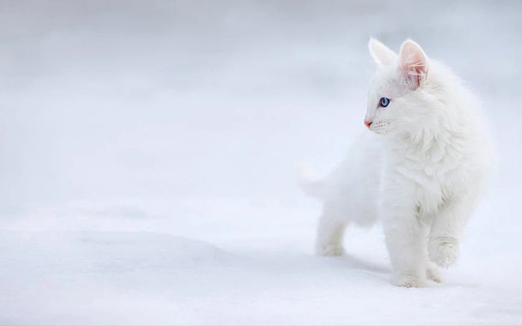 Beautiful Cat Wallpapers HD Pictures