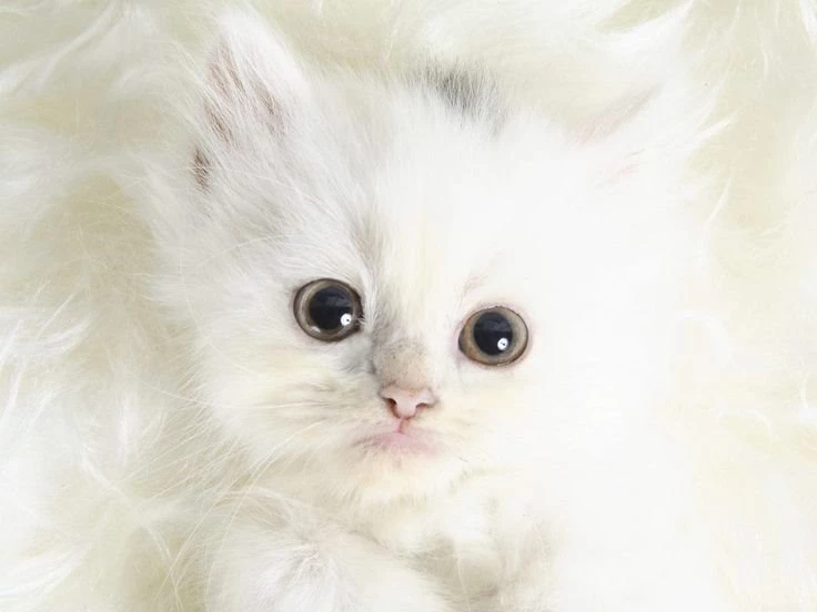 Download Cats Wallpapers Cute White Kitten Images