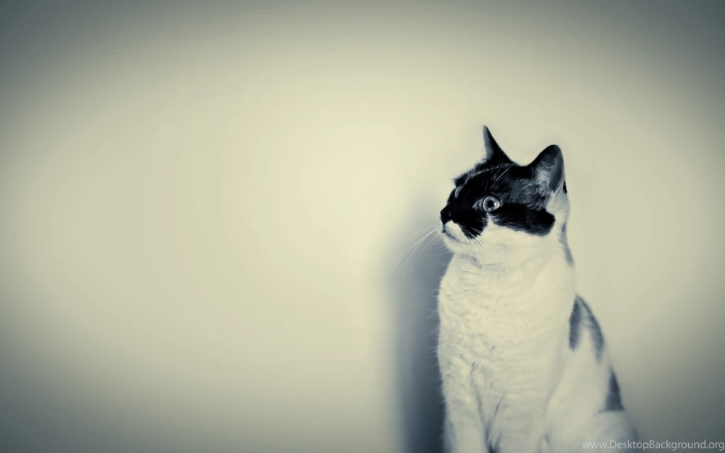 1920x1200 Cute Black And White Cat Desktop PC And Mac Wallpapers