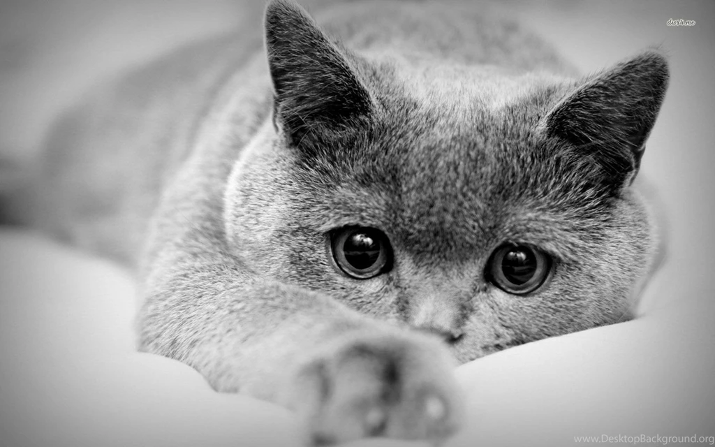 Black And White Cat Wallpapers   ImgMob