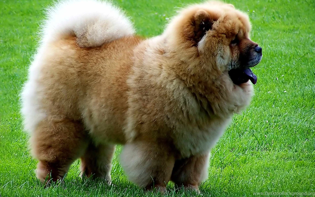 Chow chow dog wallpaper for desktop full free.jpg