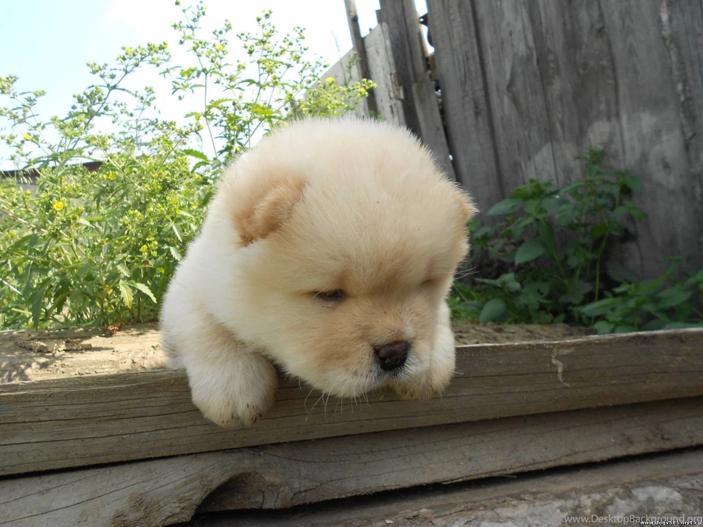 Chow Chow Is Looking Tired Wallpapers And Images Wallpapers ...