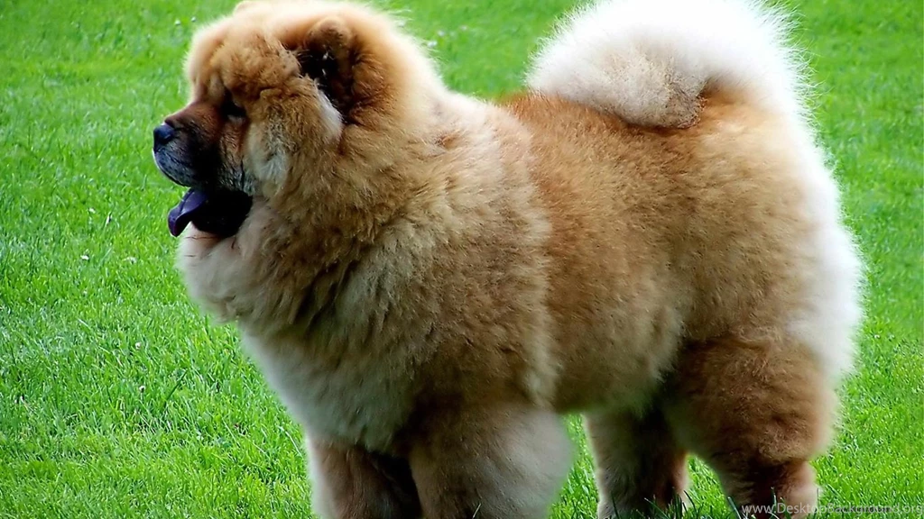 Chow, Chow, Dog, New, Wallpaper, For, Desktop, Lovely Animals ...