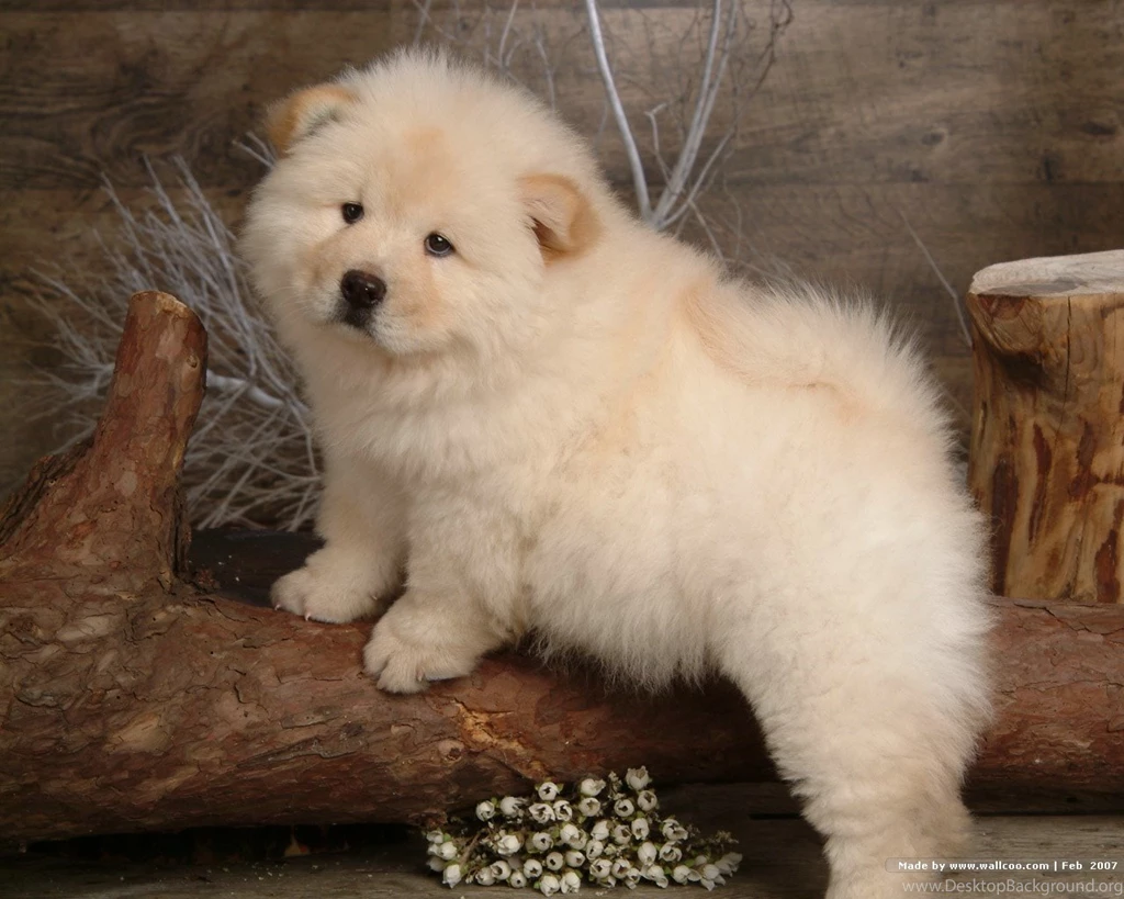 Fluffy Chow Chow Puppies Wallpapers Chow Chow Puppy Pictures ...