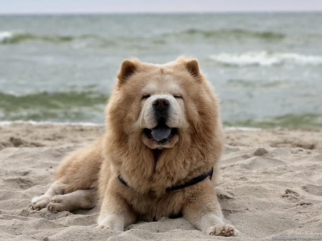 Chow, Chow, Dog, Top, Full, Wallpapers, Free, Dog, Desktop, Images ...