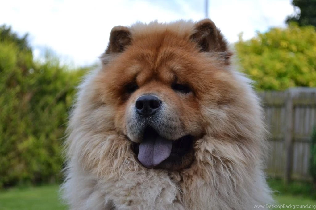 Chow Chow Pack 2 Wallpapers Android Apps And Tests AndroidPIT
