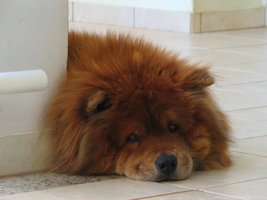 2 Puppies Chow Chow Puppy Wallpapers 1246 :: Chow Chow Puppy Wallpapers