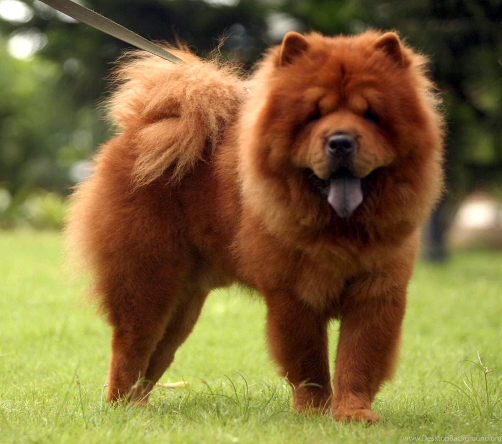 Cutest Chow Chow Wallpapers Free
