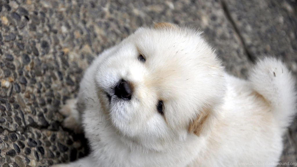 Download Wallpapers 1920x1080 Chow Chow, Dog, Face, Fat Full HD ...