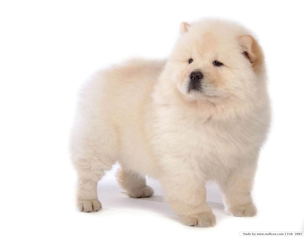 Fluffy Chow Chow Puppies Wallpapers   Chow Chow Puppy Pictures ...