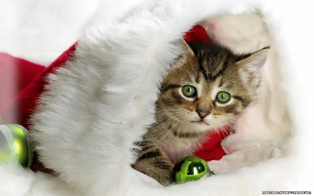 Christmas Kitten Wallpapers   Wallpapers Cave