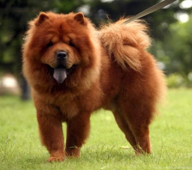 Chow Chow Dog Images « Pet Dog Breeds