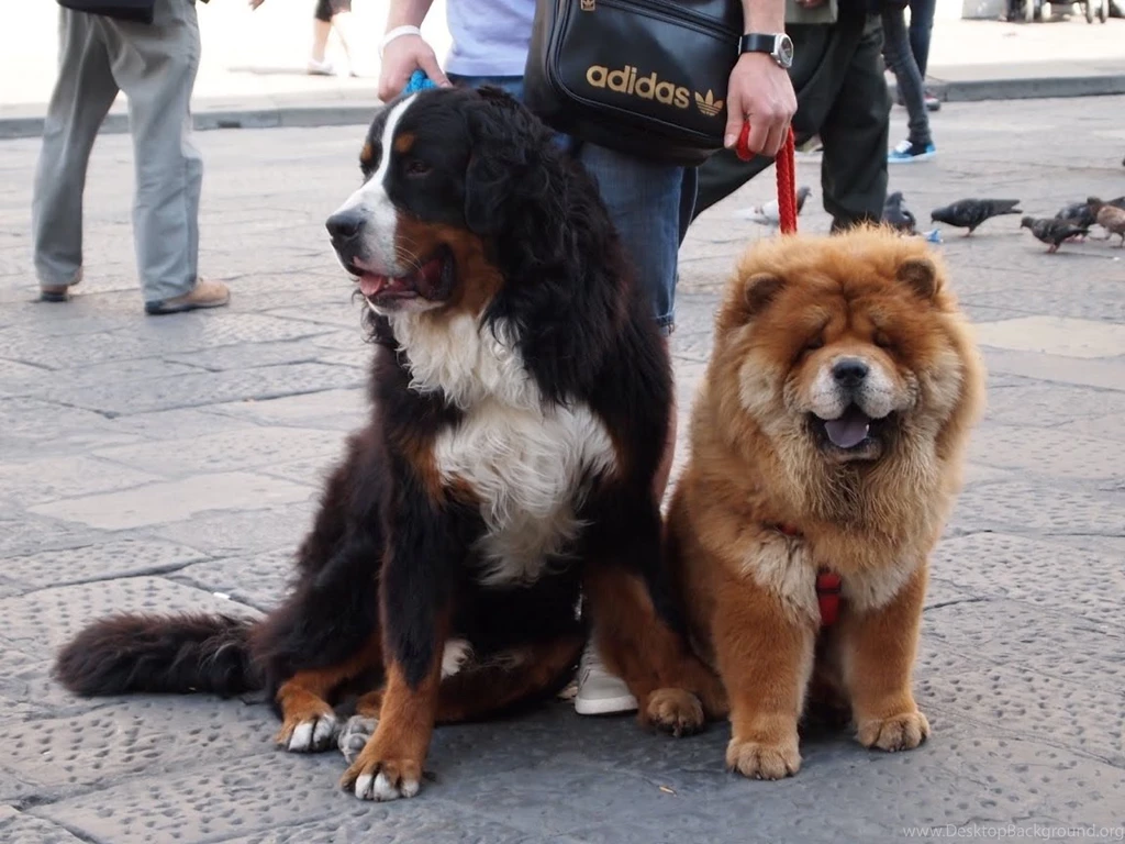 Chow Chow And His Friend Wallpapers And Images Wallpapers ...