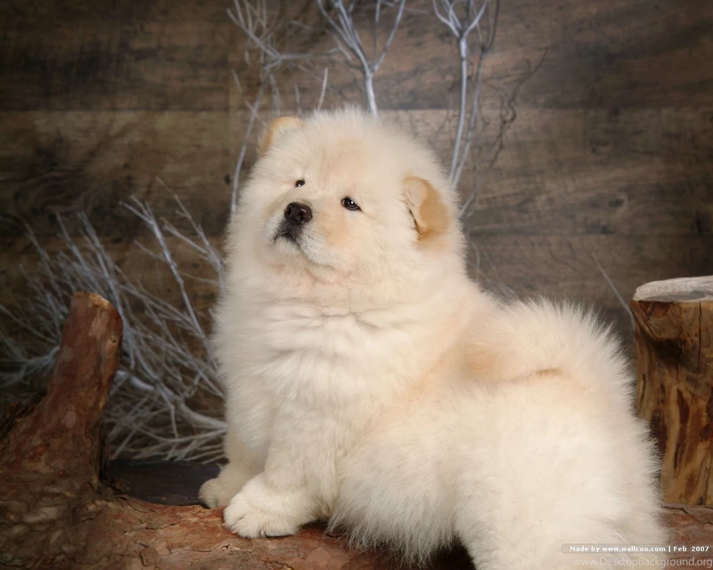 Fluffy Chow Chow Puppies Wallpapers Chow Chow Puppy Pictures ...