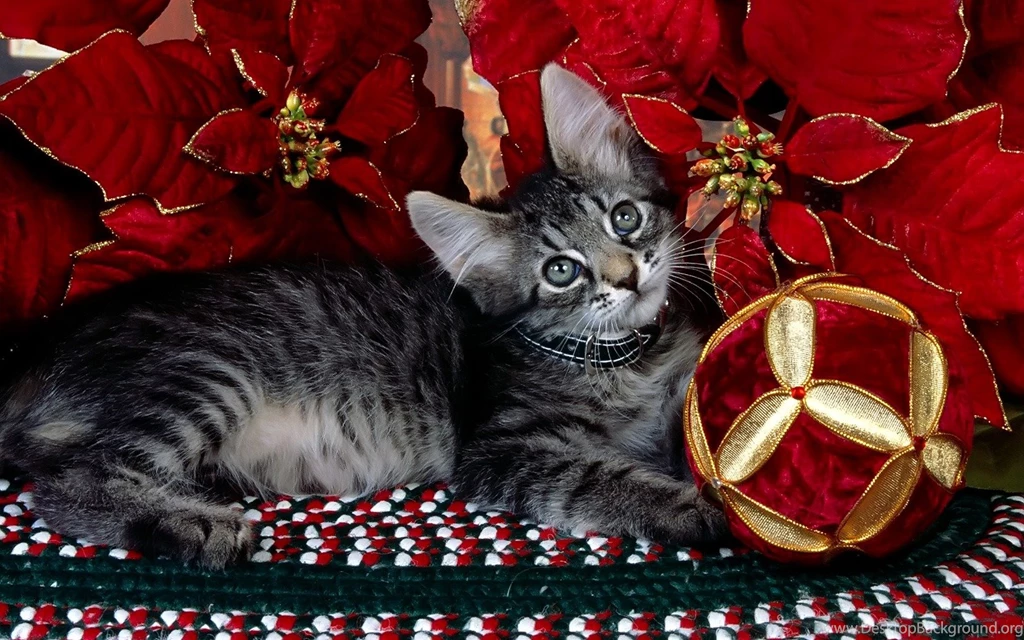 Christmas Cat Wallpapers 35490