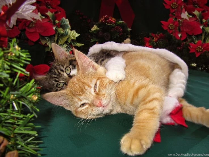 Christmas Time W Two Cats Together Baby Maine Coon Kitty Wallpapers ...