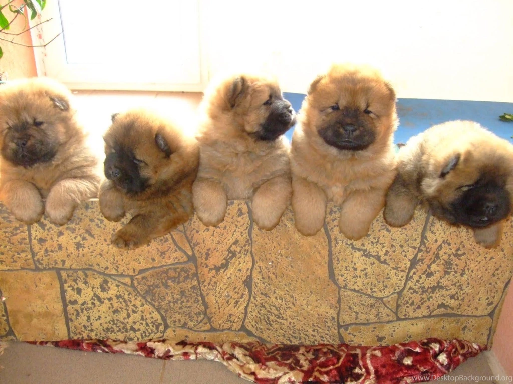 Chowchow_puppies.jpg