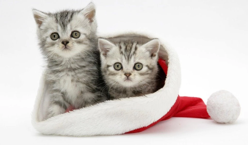 Christmas Animals Wallpapers Desktop Merry Christmas And New Year!!!!