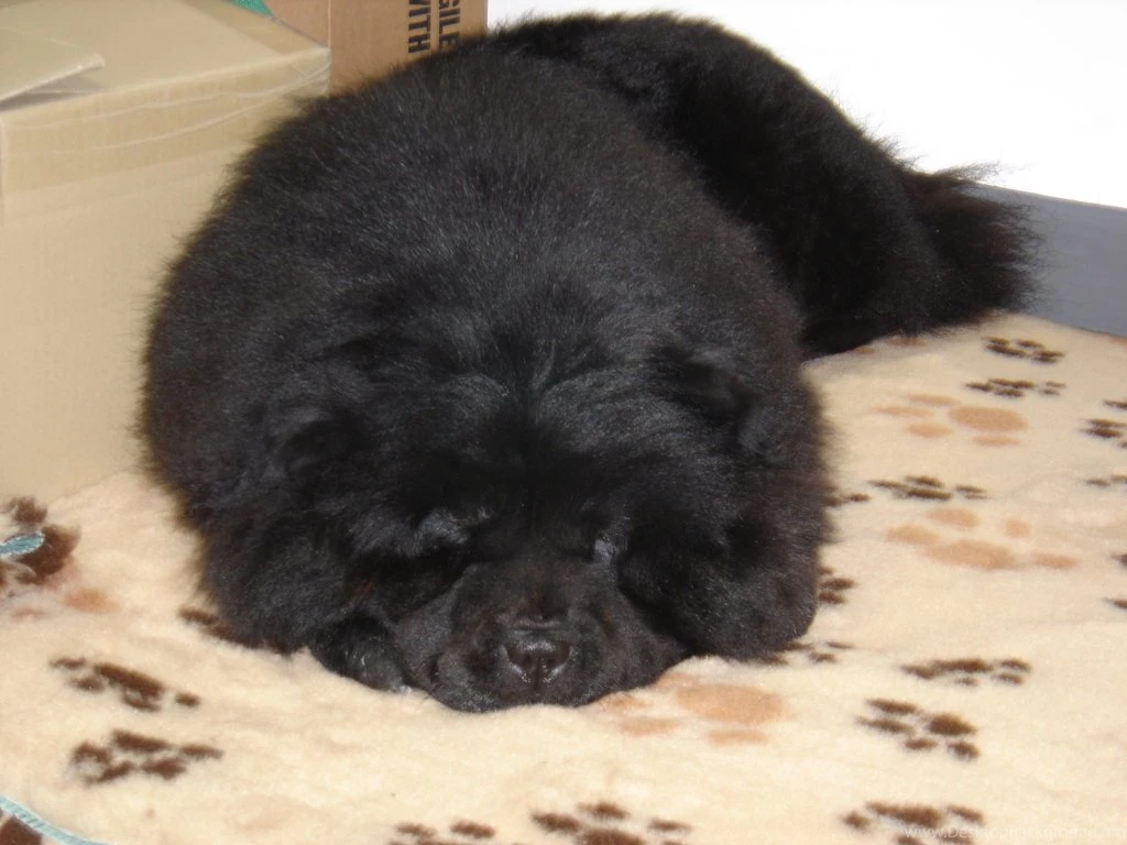Black Chow Chow The Dog Wallpapers Best The Dog Wallpapers