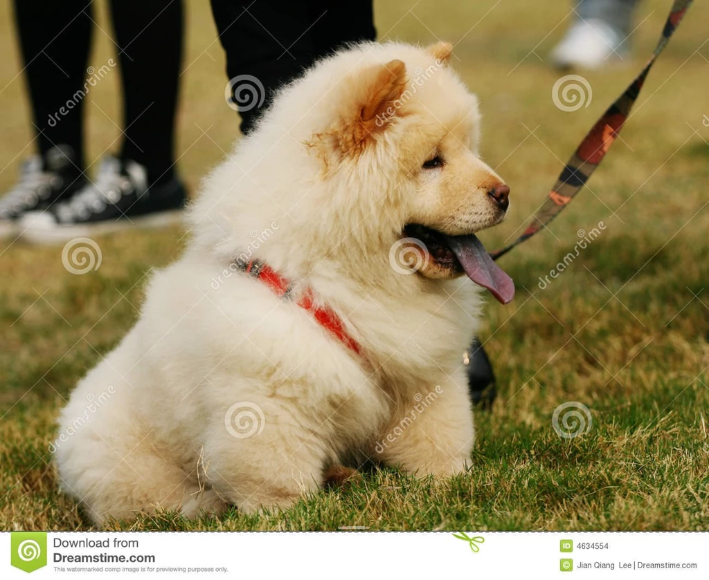 Black Chow Chow   The Dog Wallpapers   Best The Dog Wallpapers