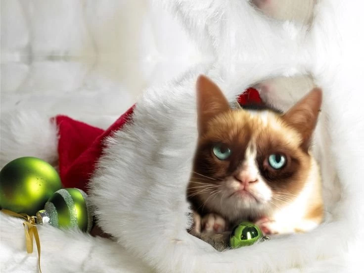 Grumpy Cat Pictures Christmas