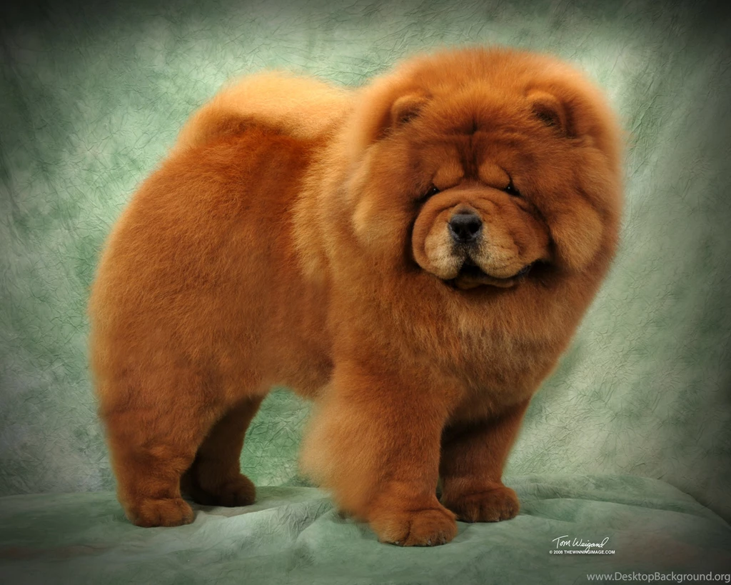 Chow Dog Pictures On Animal Picture Society