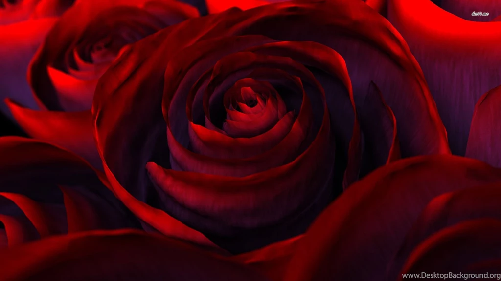 Perfect Red Roses Wallpapers   Flower Wallpapers