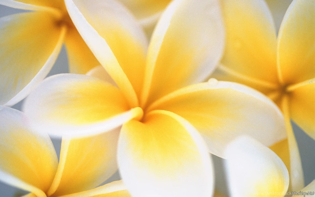 Wallpaper, Flower, Art, Pink, Pistil, Background, Computer (