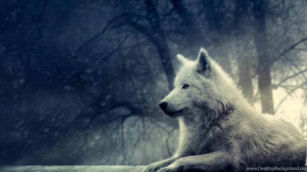 Wolf Hd Wallpapers