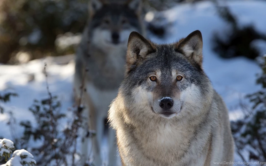 Wolf Sleeping In The Snow Wallpapers 27168