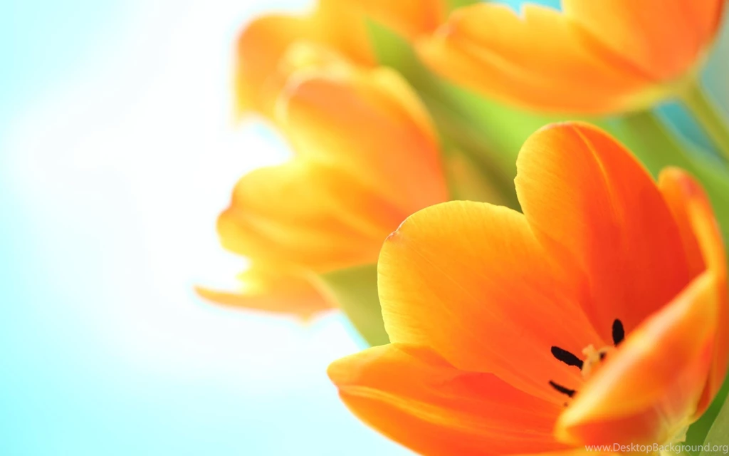 For You Sweety Chloe. >> HD Wallpaper, Get It Now!