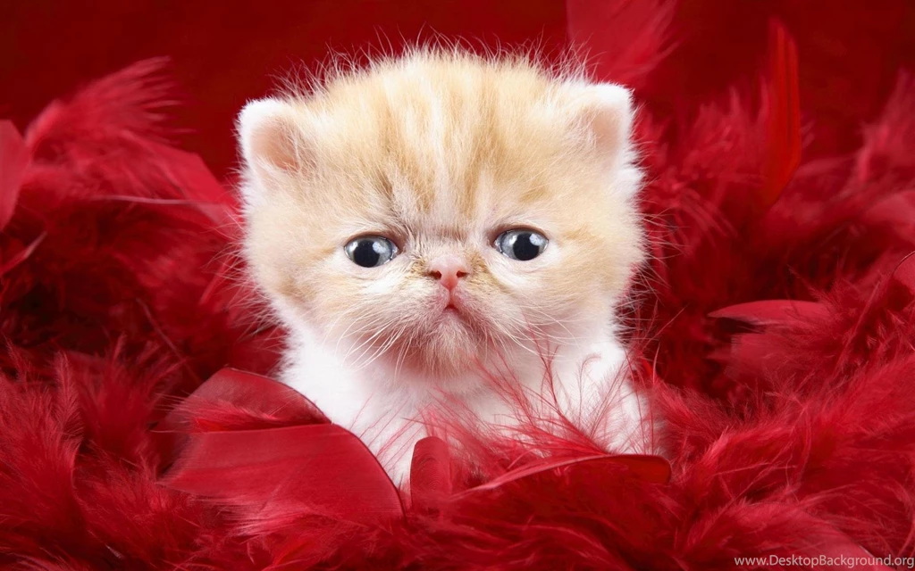 Red Sweety Cat >> HD Wallpaper, Get It Now!