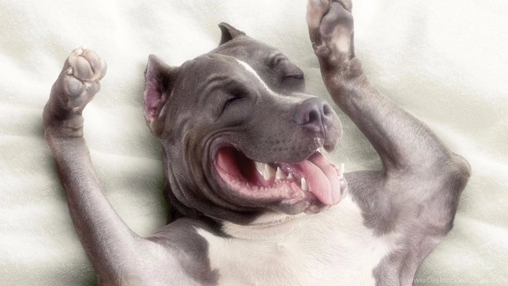 Cute Pitbull Dog Wallpapers By Springbackground2015 ...