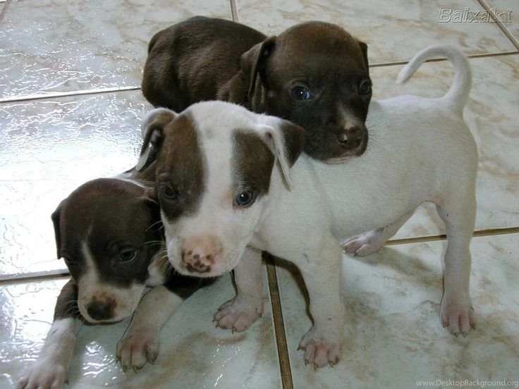 Pitbull Dogs
