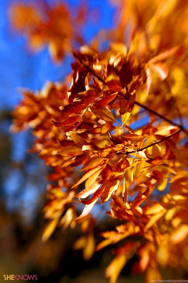 Free iPhone Wallpapers For Fall