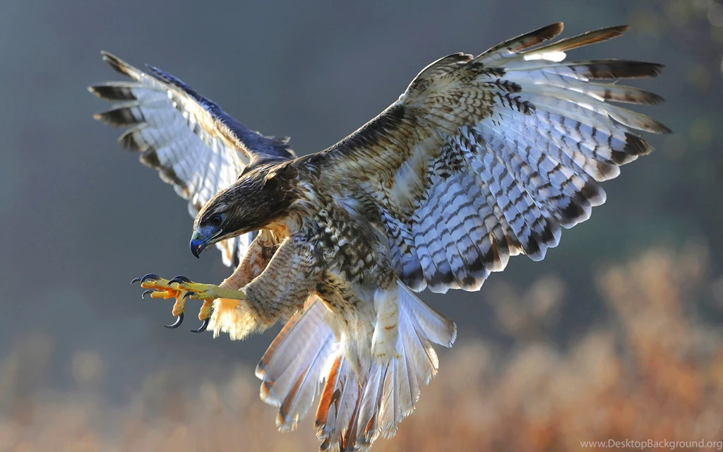103 Falcon HD Wallpapers