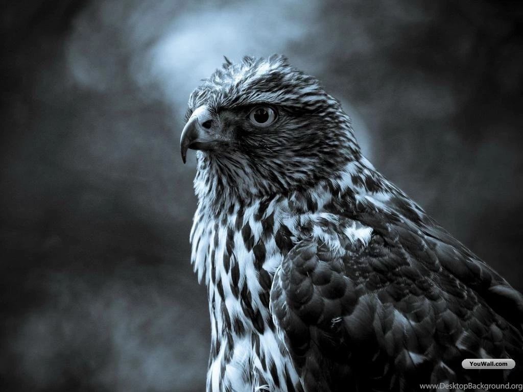 YouWall   Beautiful Falcon Wallpapers   Wallpaper,wallpapers,free ...
